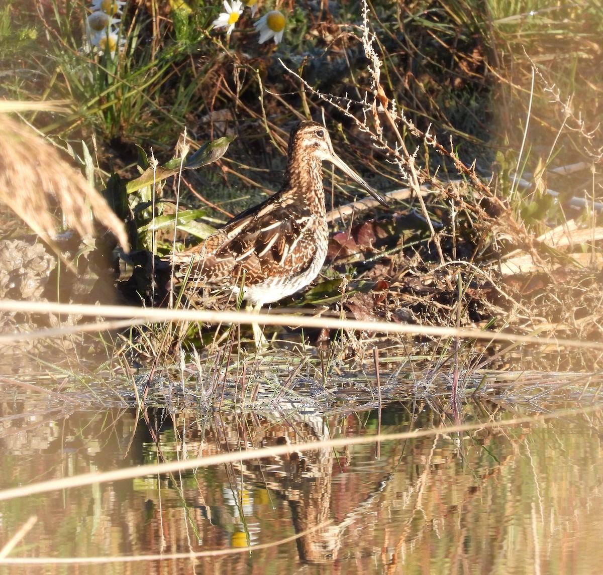Wilson's Snipe - ML645570359