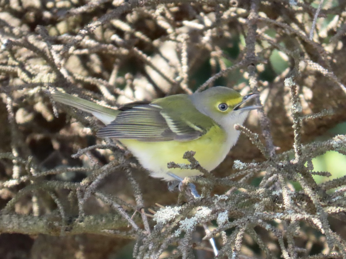 White-eyed Vireo - ML645570360
