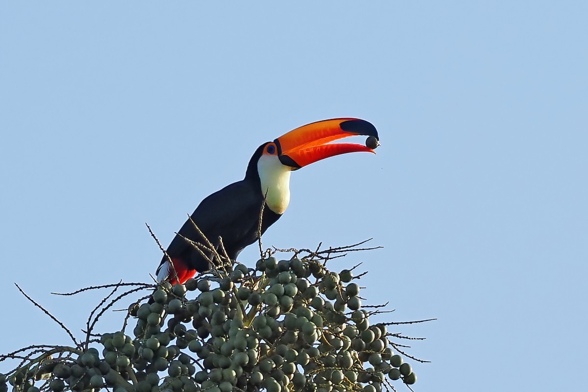 オニオオハシ - ML645570364