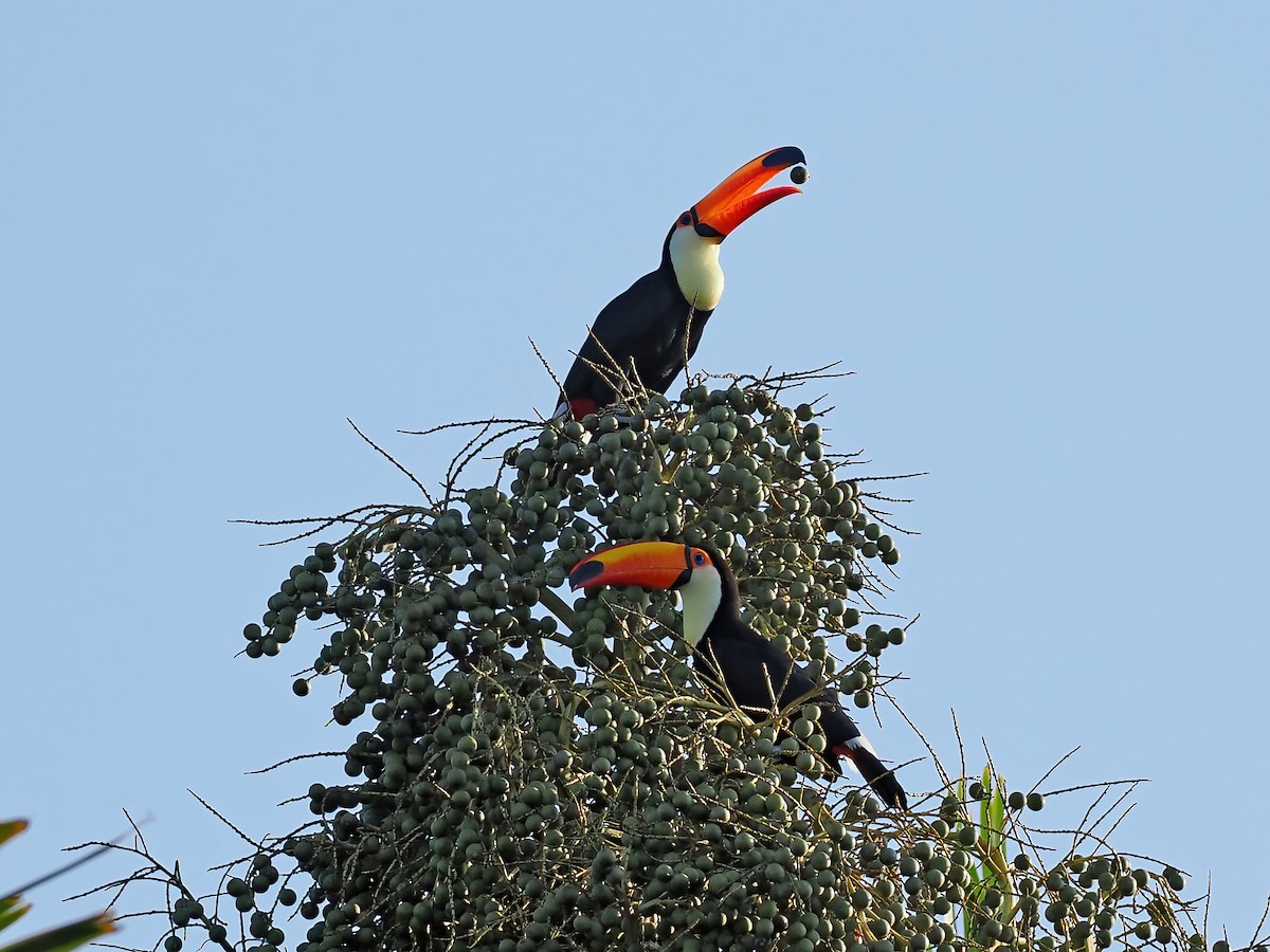 オニオオハシ - ML645570365