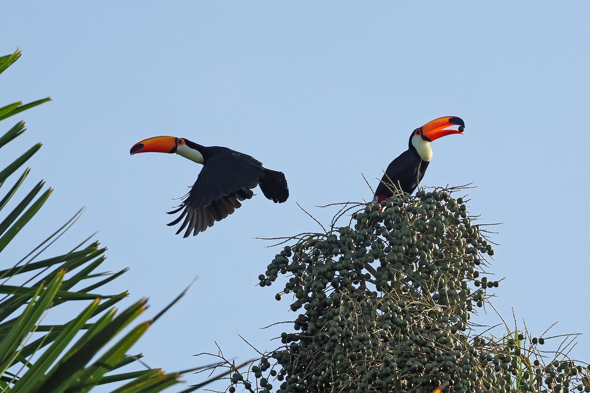 オニオオハシ - ML645570366