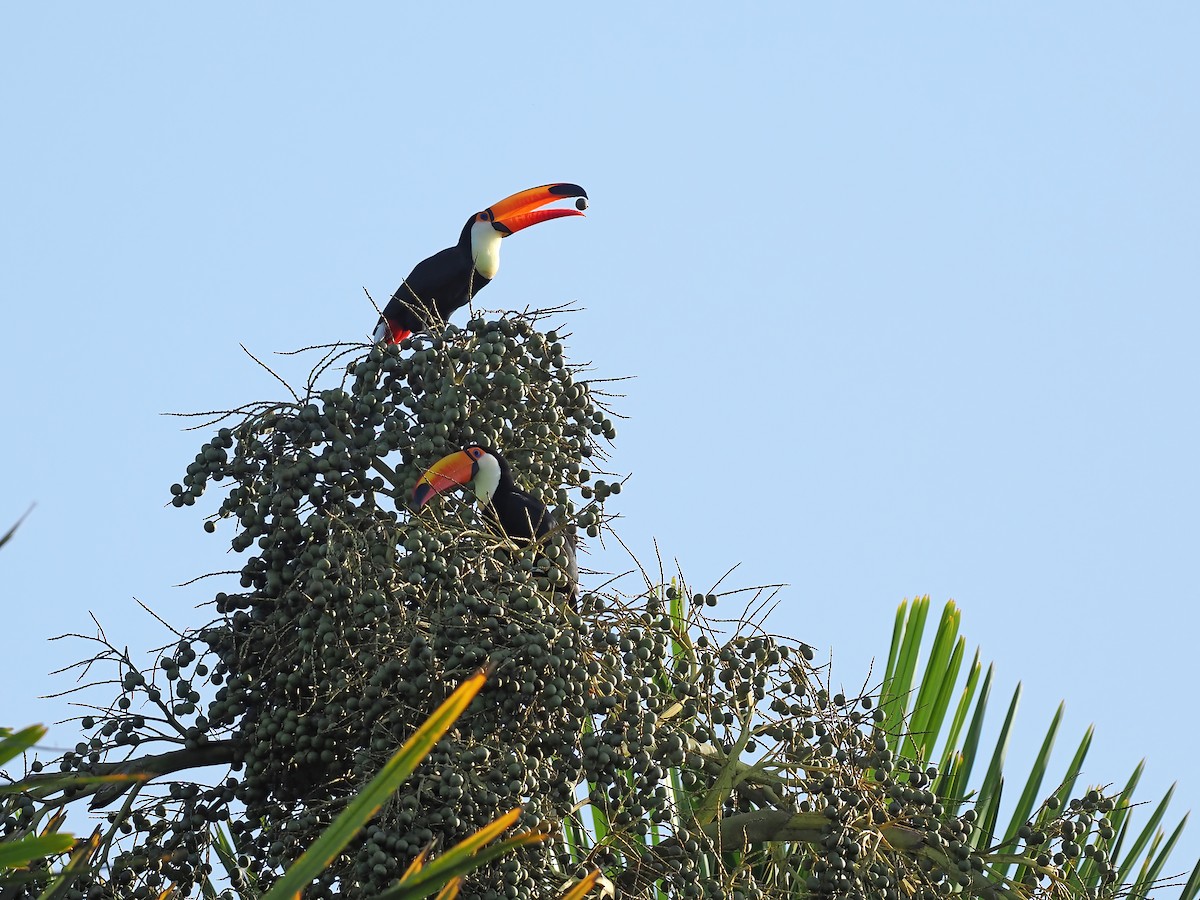 オニオオハシ - ML645570367