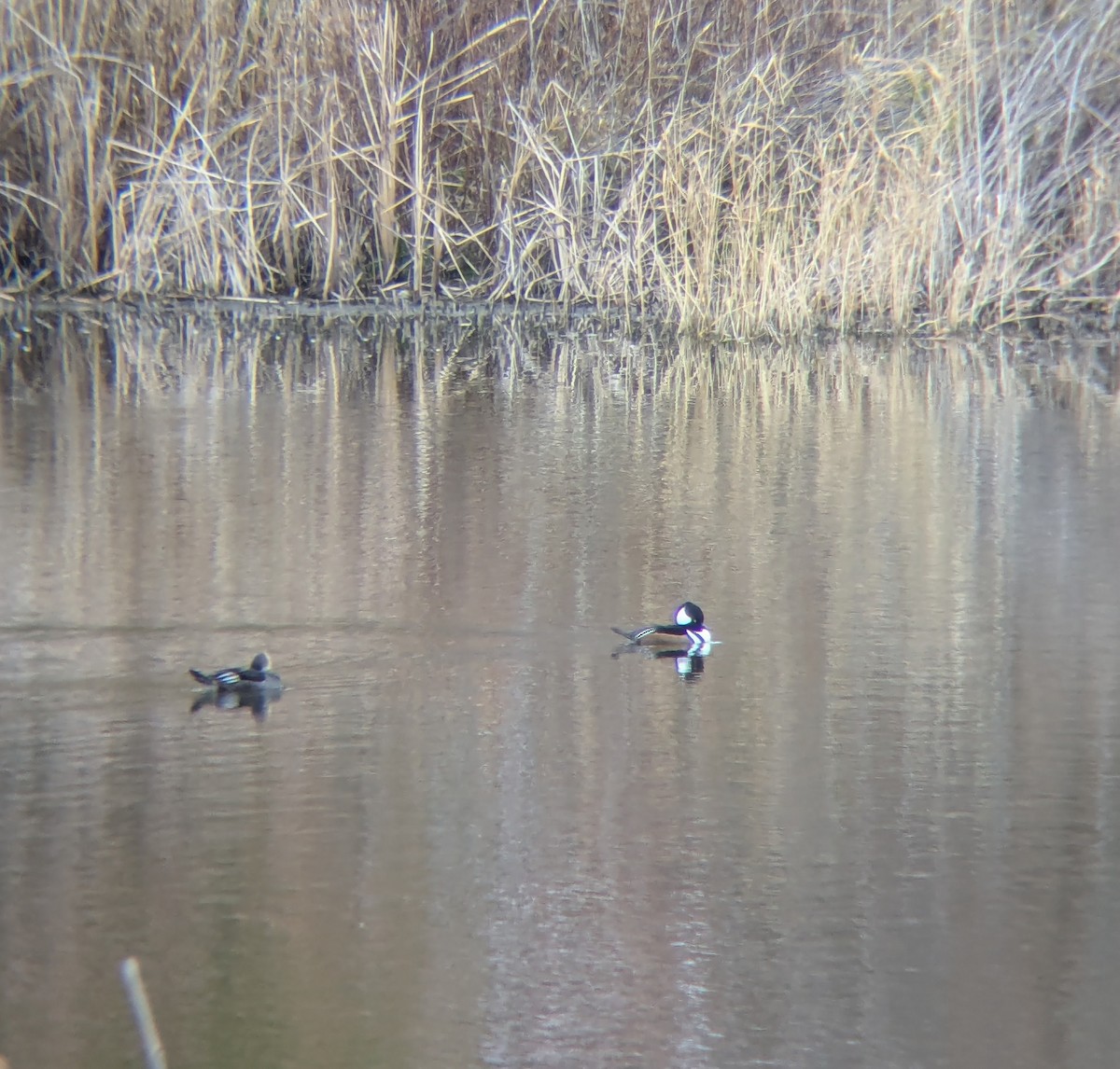 Hooded Merganser - ML645570370