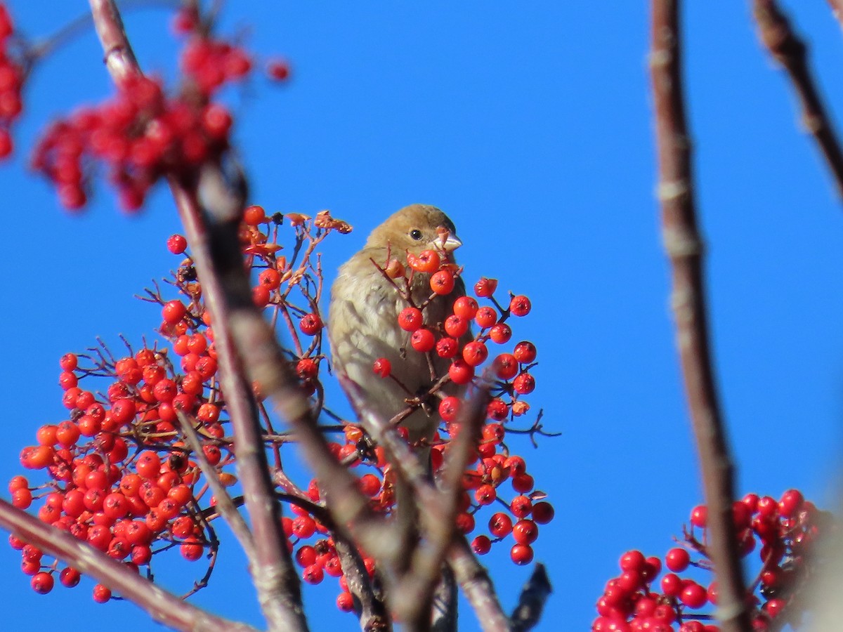 Indigo Bunting - ML645570376