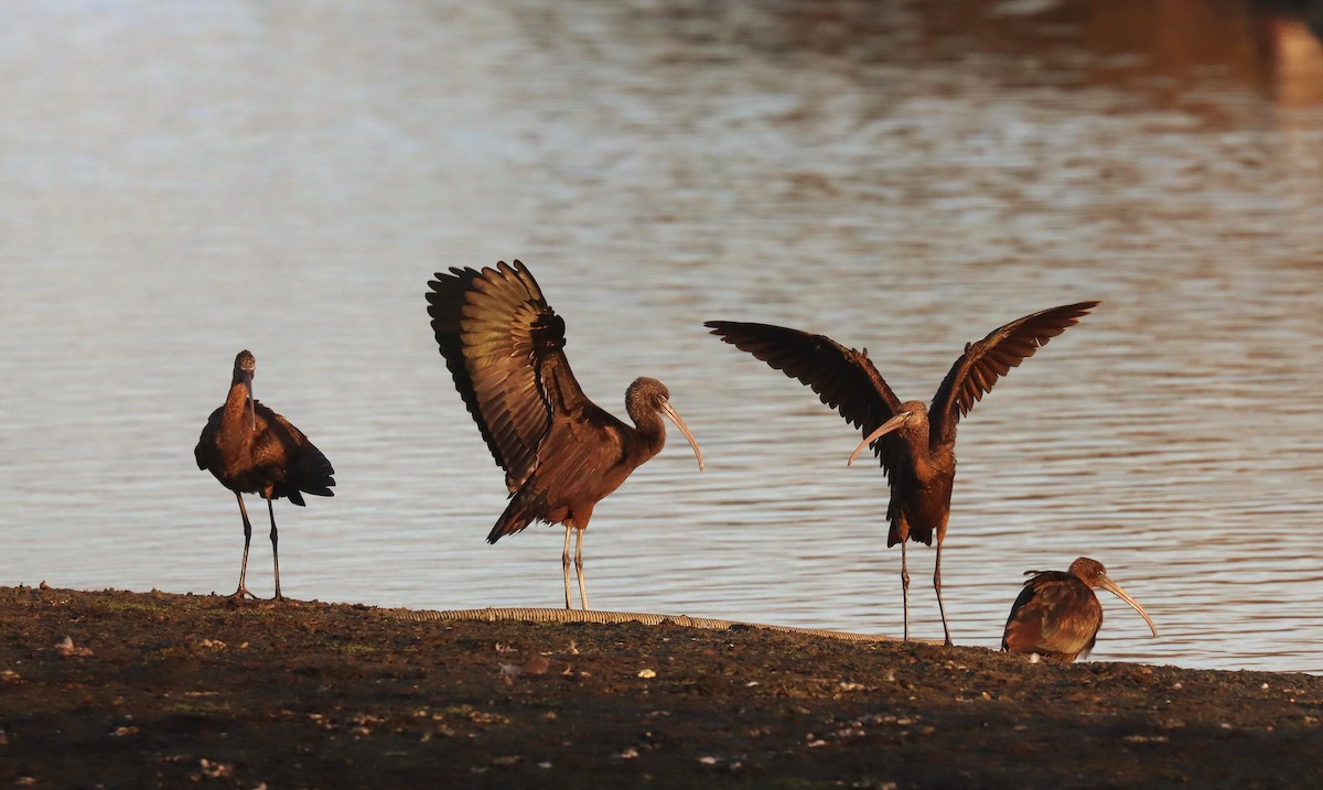 Glossy Ibis - ML645570394