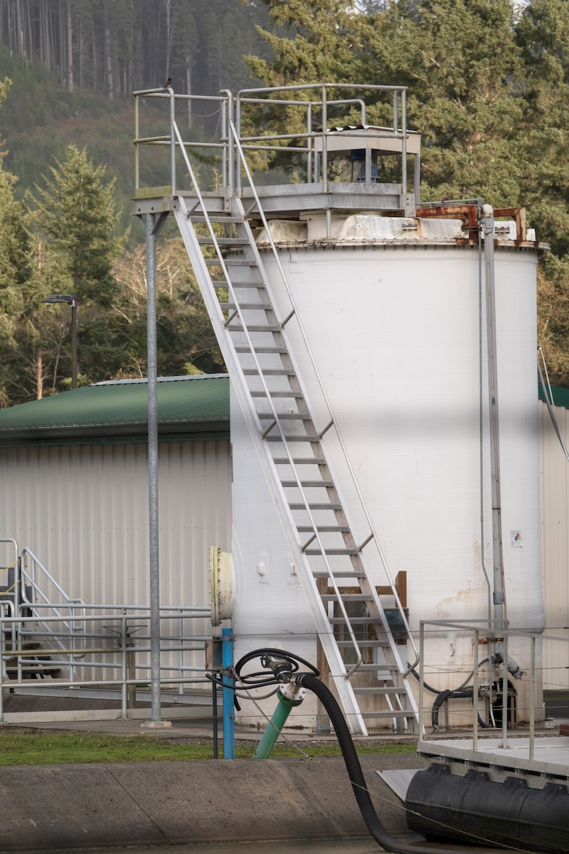 Black Phoebe - ML645570397