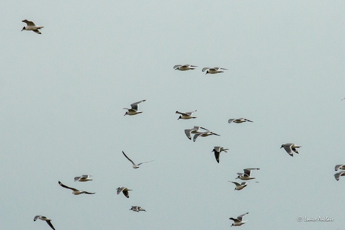 Andean Gull - ML645570416