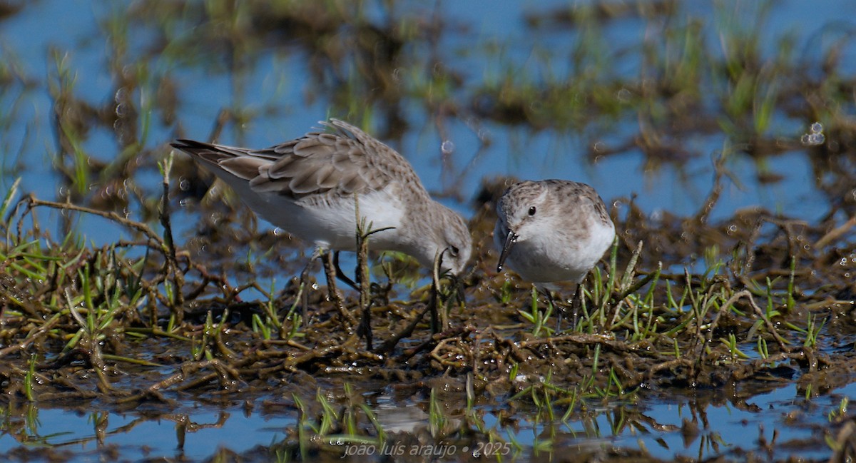 Küçük Kumkuşu - ML645570420