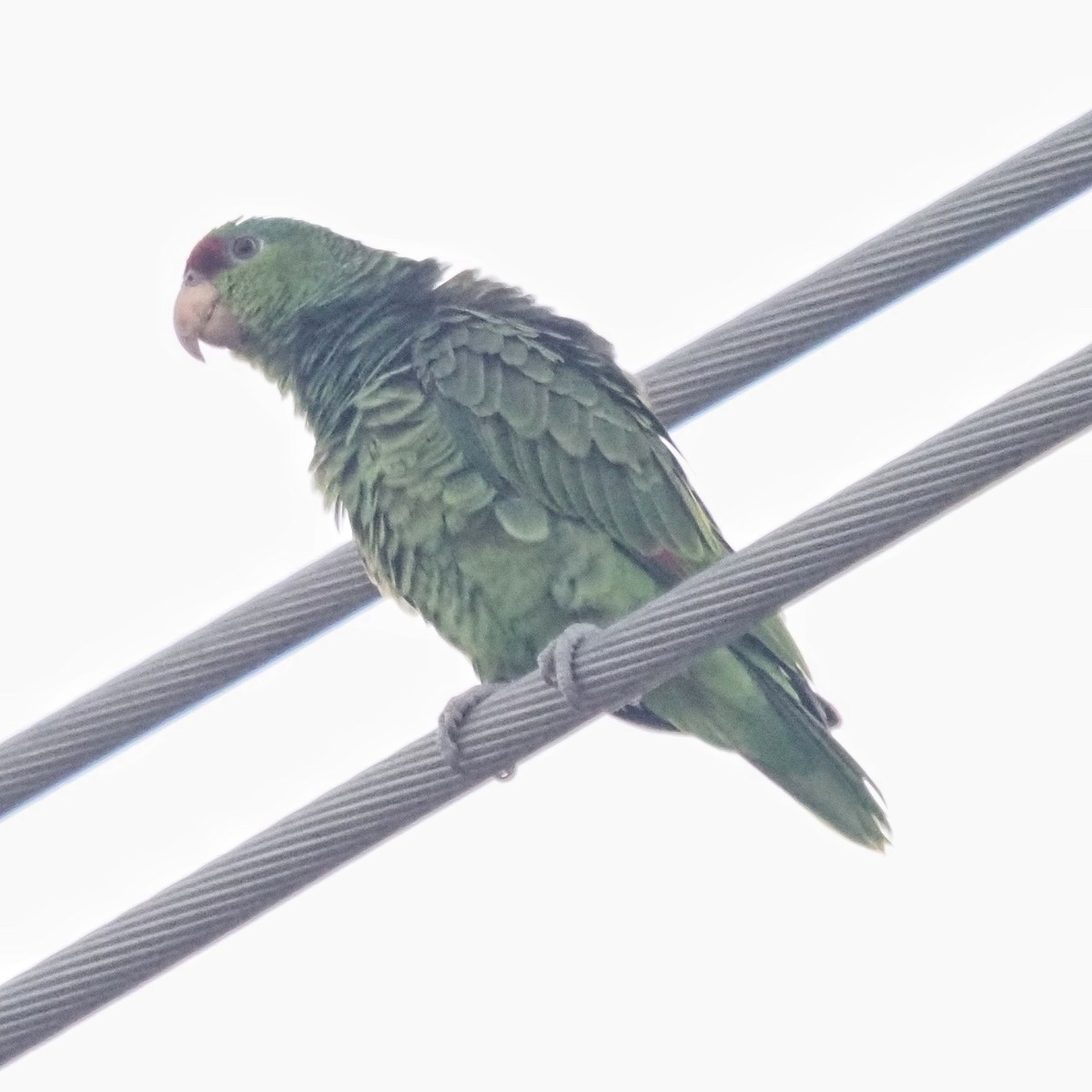 Lilac-crowned Amazon - ML645570426