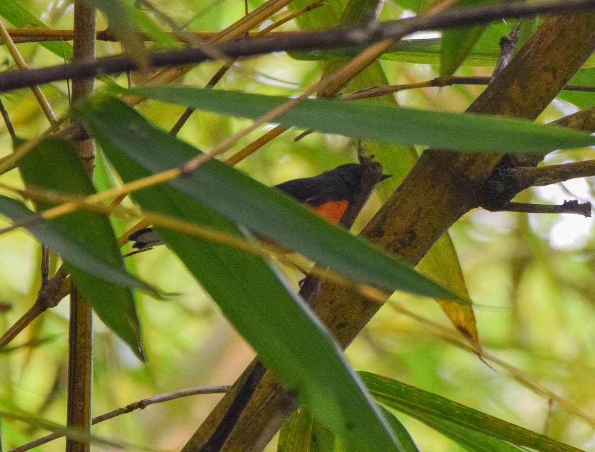 Slate-throated Redstart - ML645570432