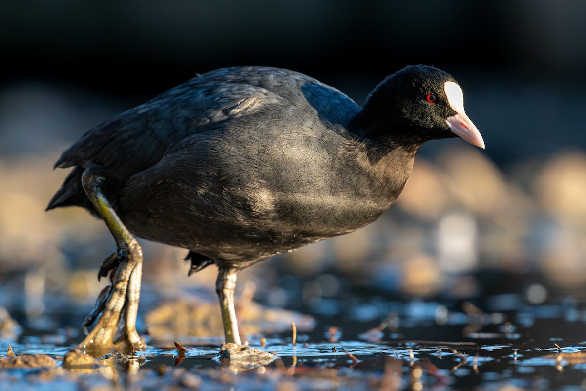 Eurasian Coot - ML645570433