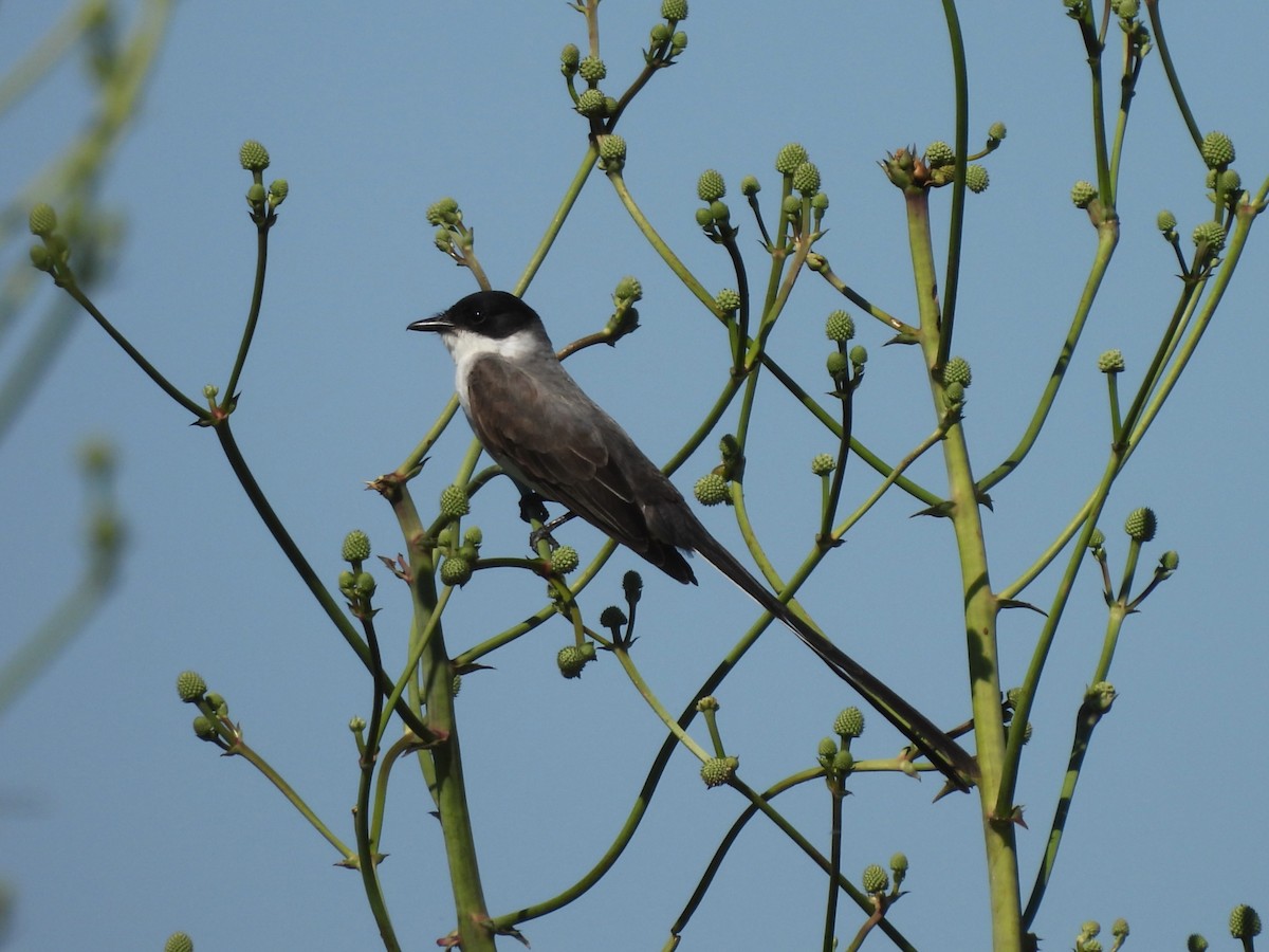 Fork-tailed Flycatcher - ML645570442