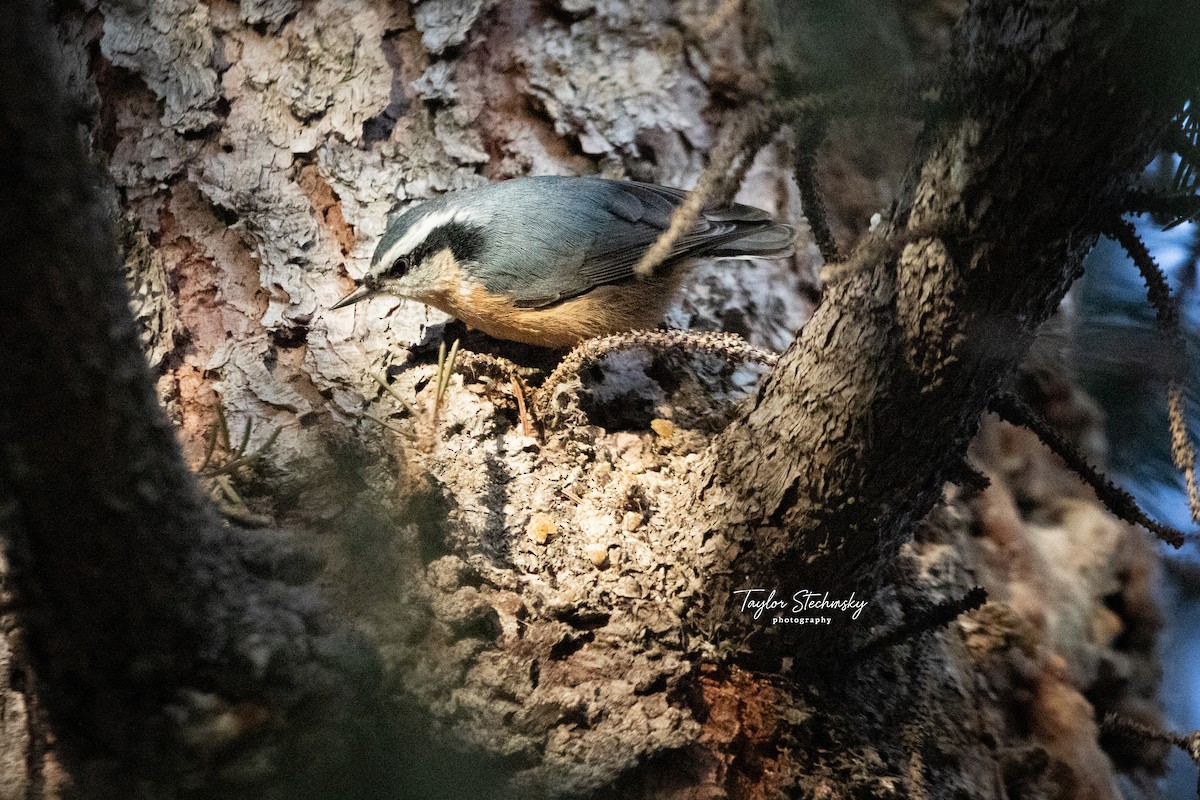 Red-breasted Nuthatch - ML645570444