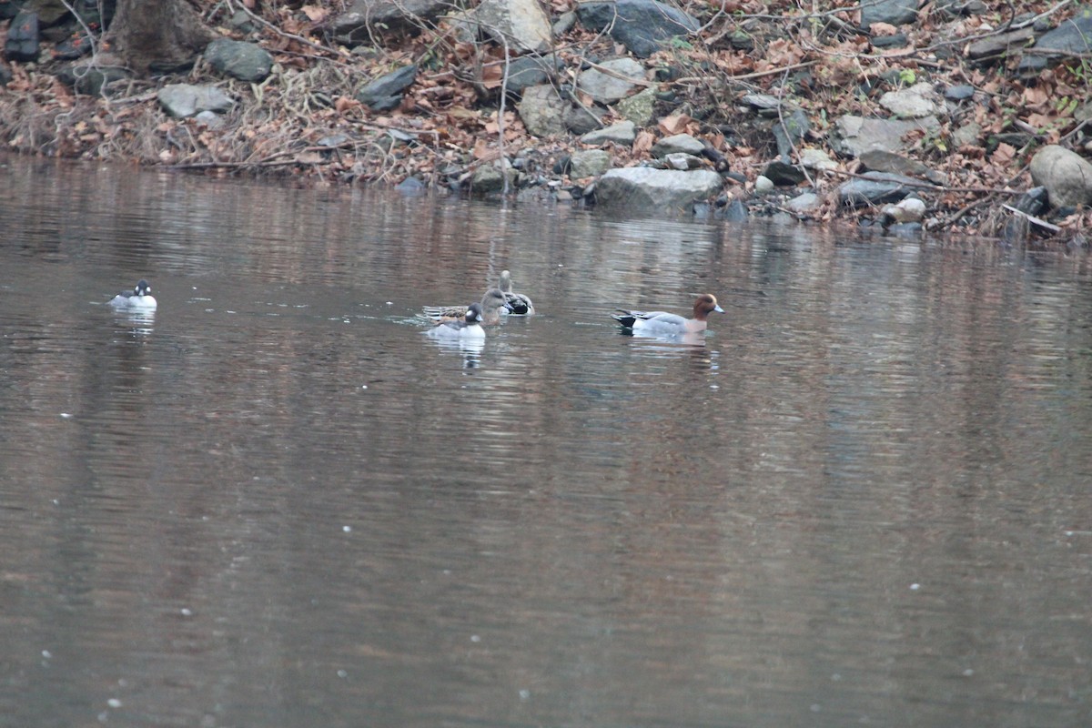 hvízdák eurasijský - ML645570445