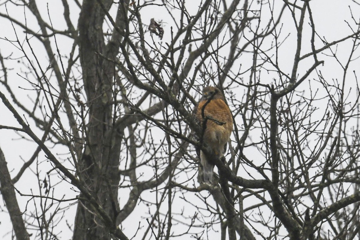 Red-shouldered Hawk - ML645570449