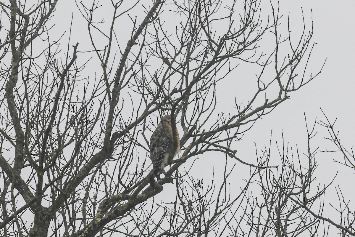 Red-shouldered Hawk - ML645570450