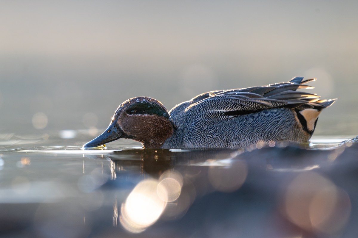 Green-winged Teal - ML645570456