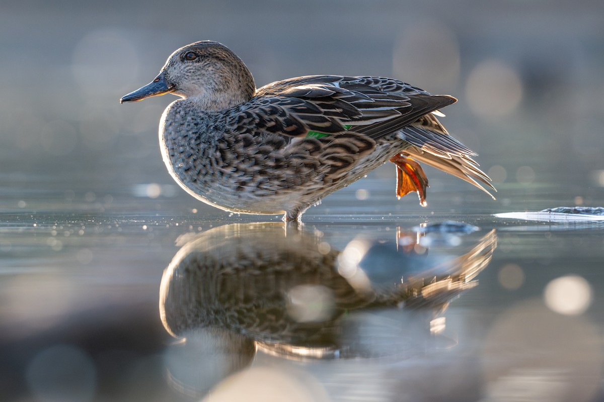 Green-winged Teal - ML645570459