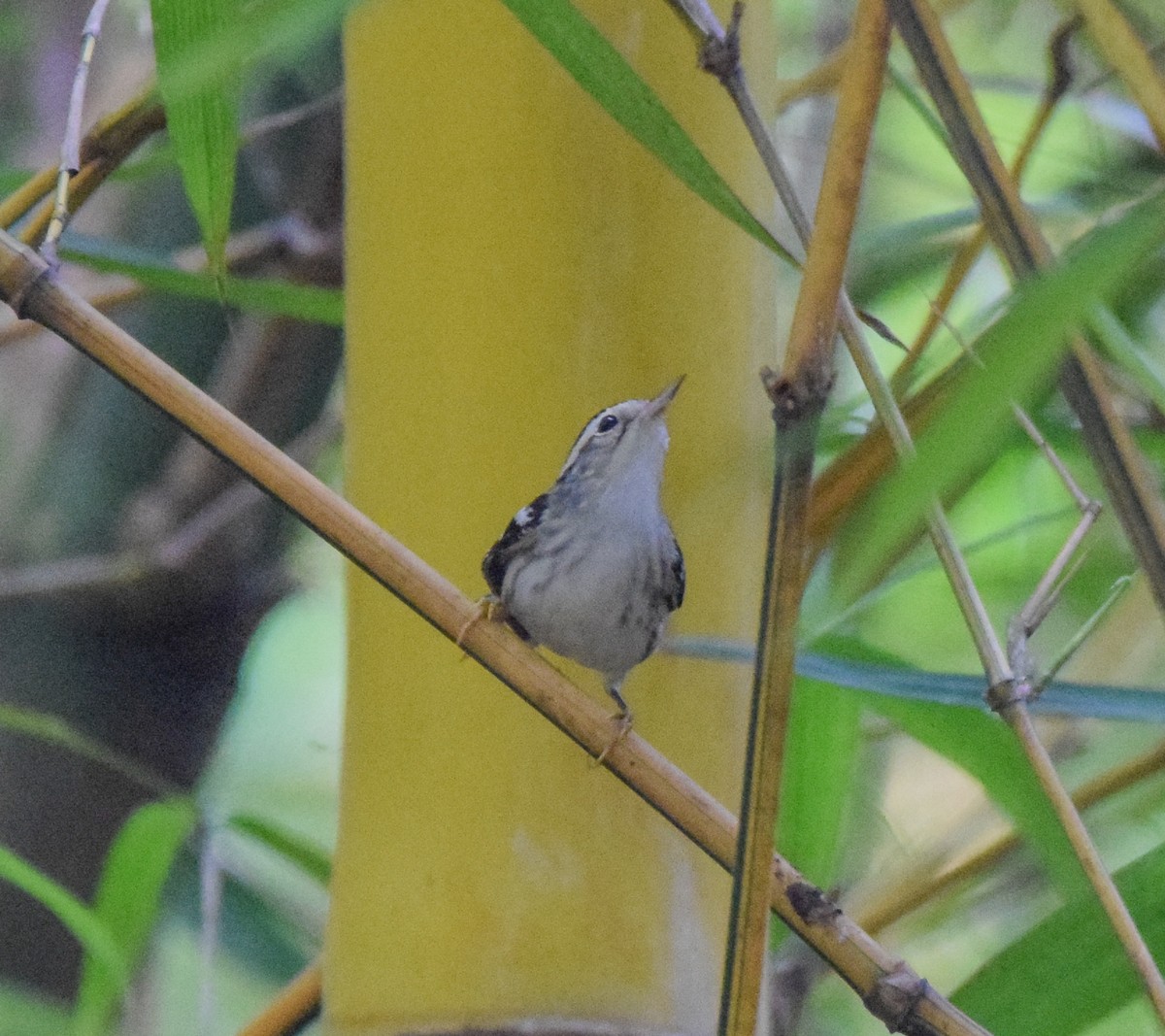 lesňáček černobílý - ML645570464