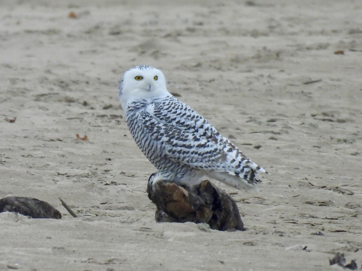 Snowy Owl - ML645570467