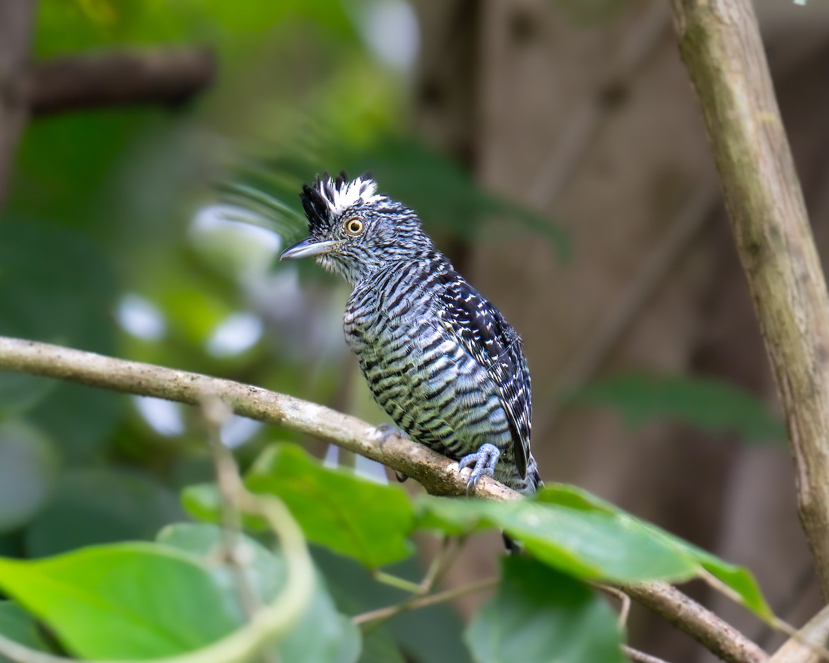 Barred Antshrike - ML645570472