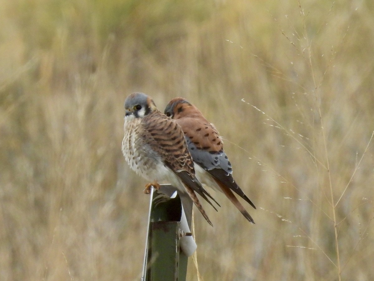 American Kestrel - ML645570479