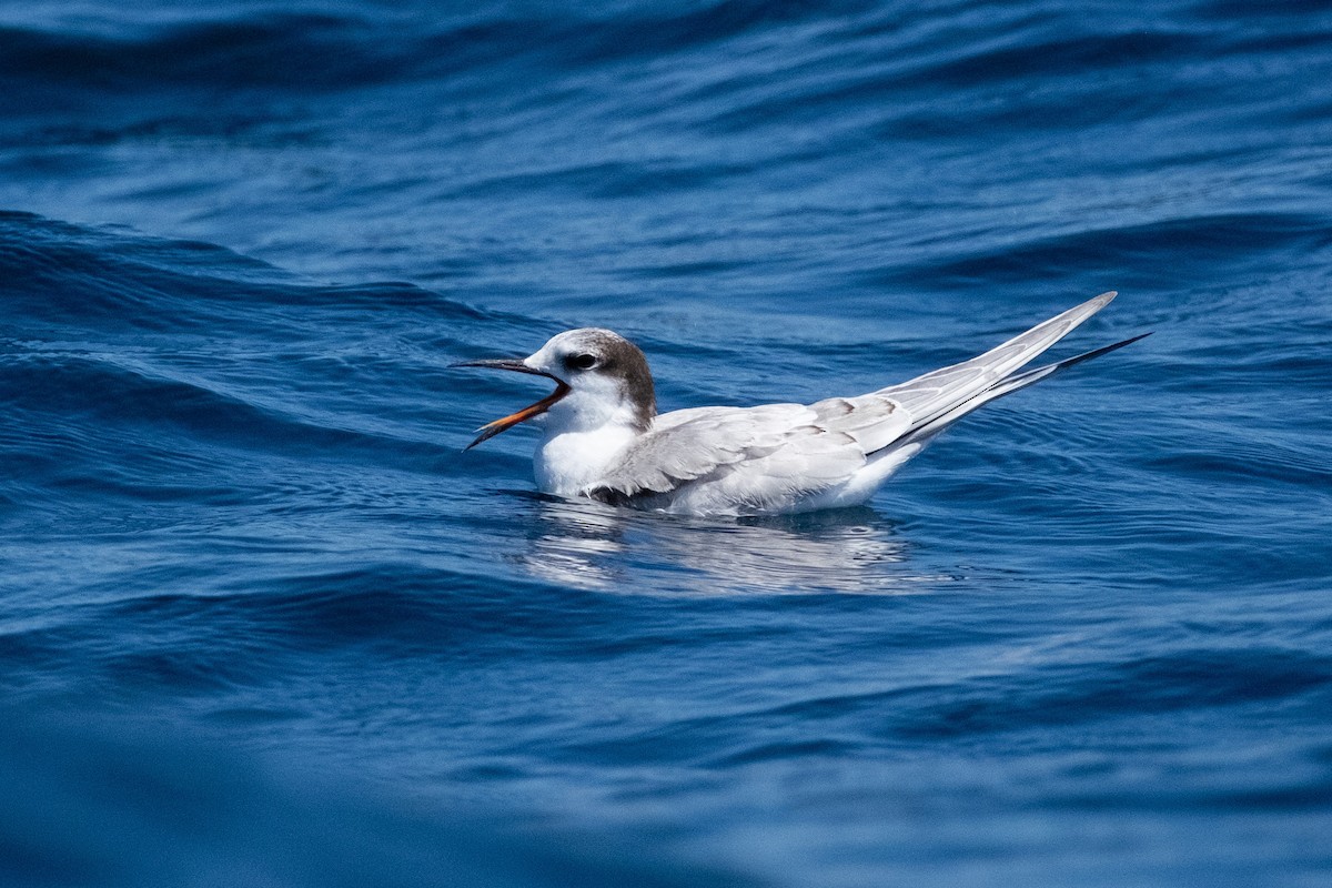 アジサシ - ML645570480