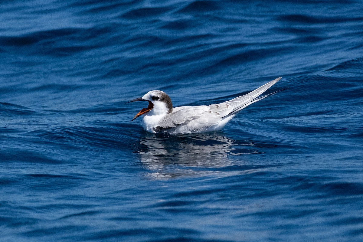 アジサシ - ML645570481