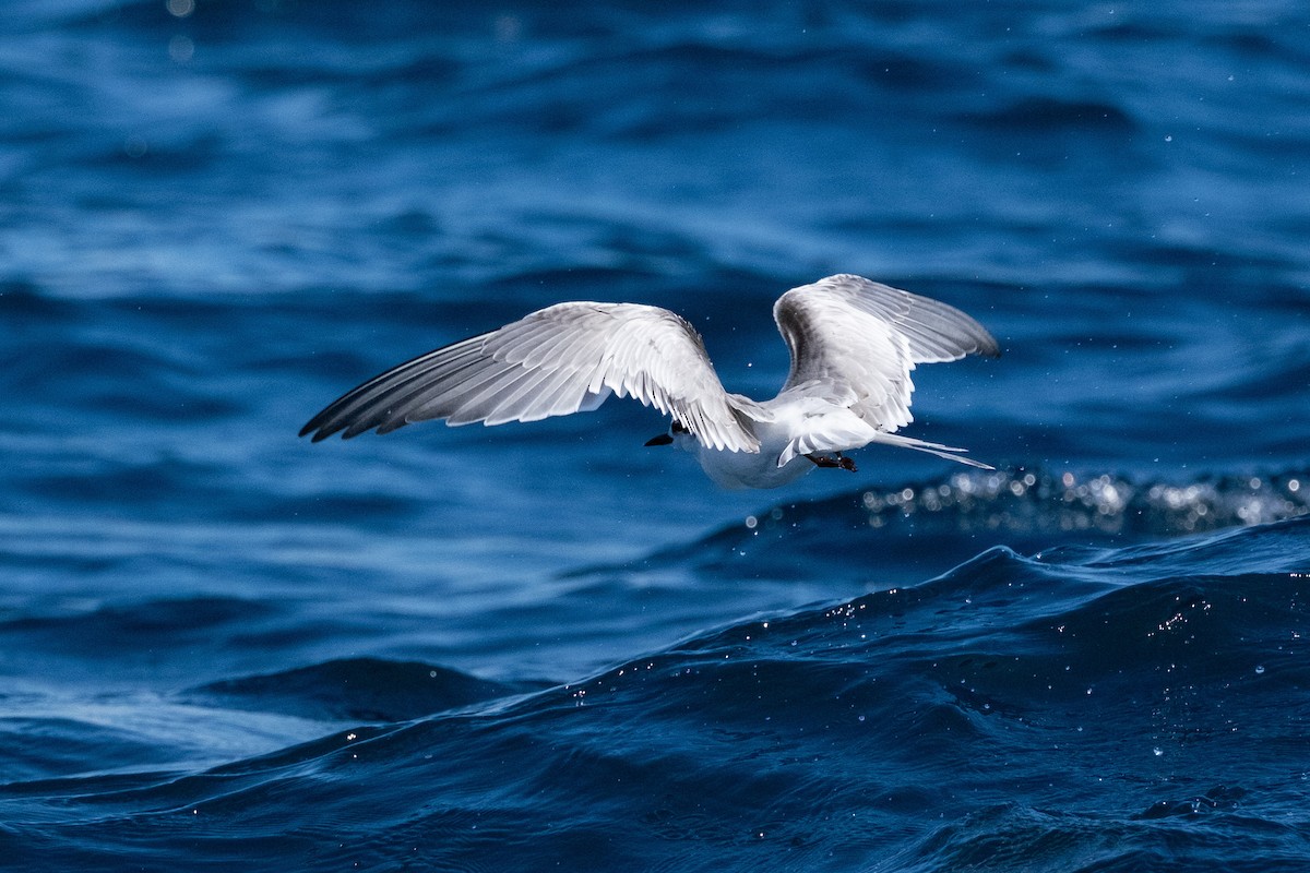 アジサシ - ML645570482