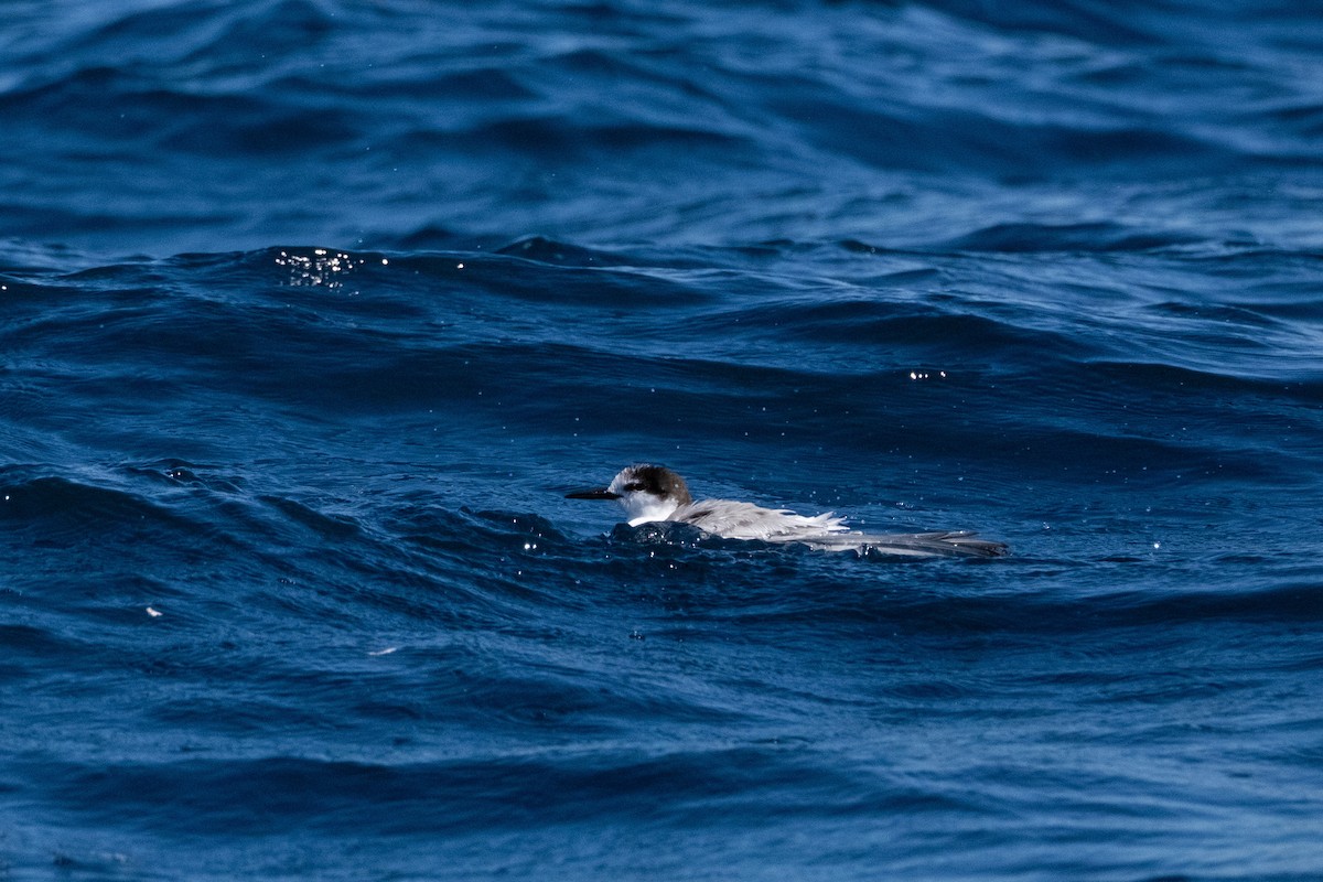 アジサシ - ML645570483