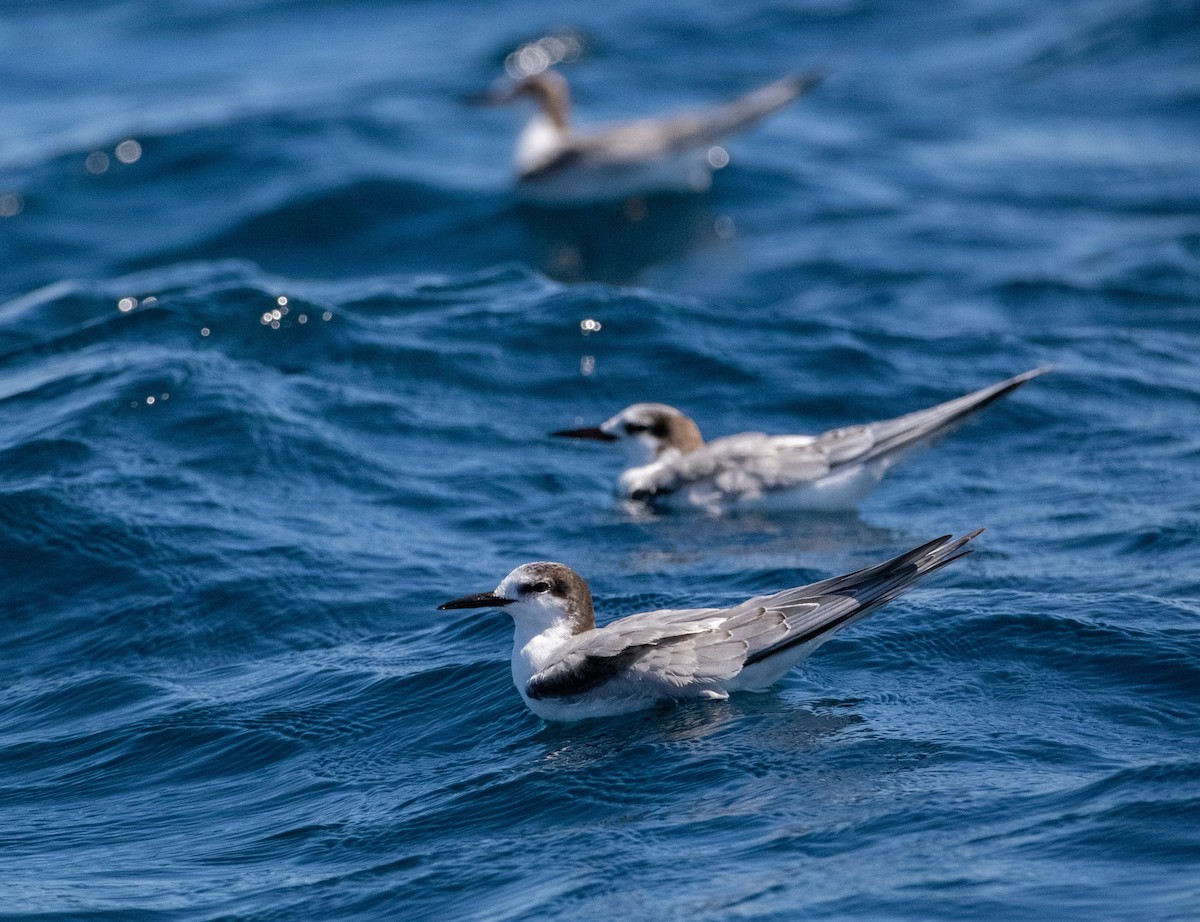 アジサシ - ML645570484