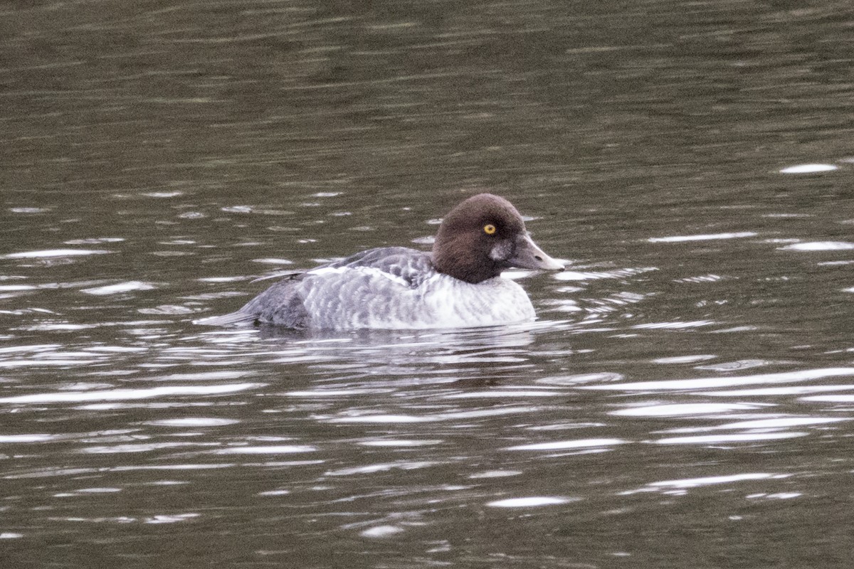 鵲鴨 - ML645570500