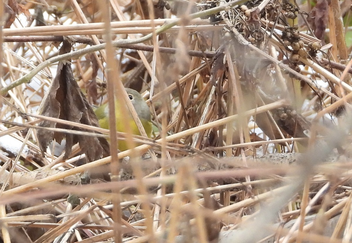 Nashville Warbler - ML645570518