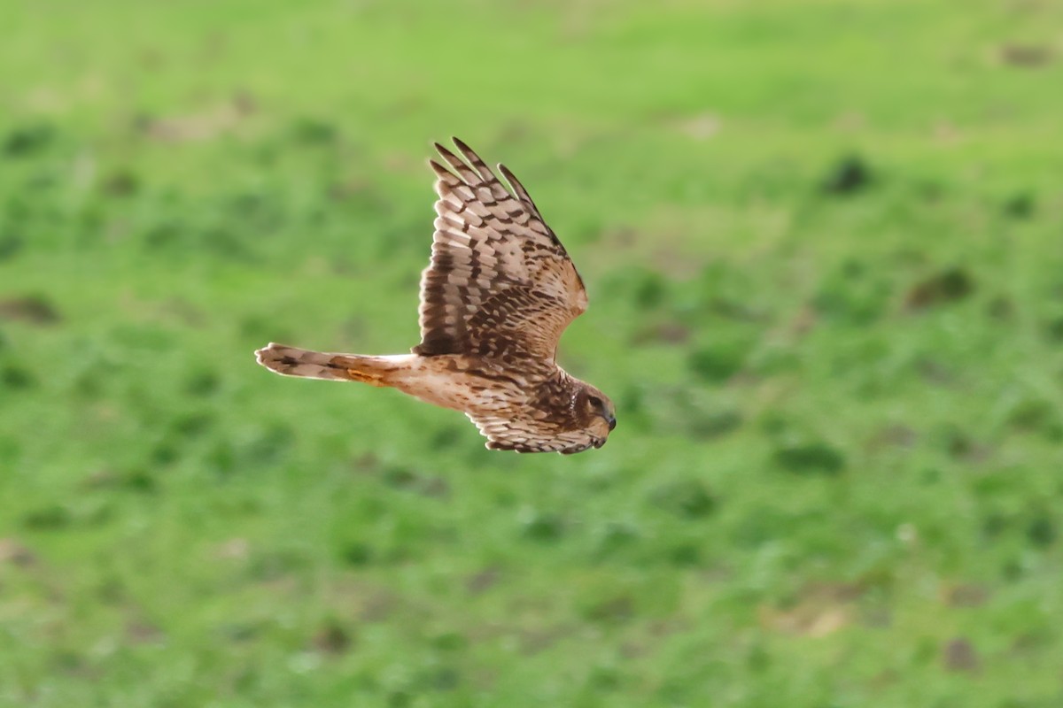 Northern Harrier - ML645570536