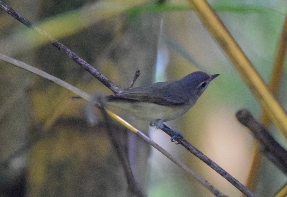 Philadelphia Vireo - ML645570540