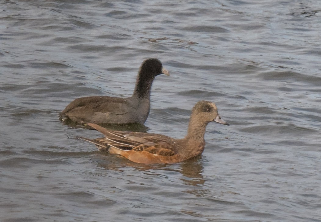 Свищ американський - ML645570541