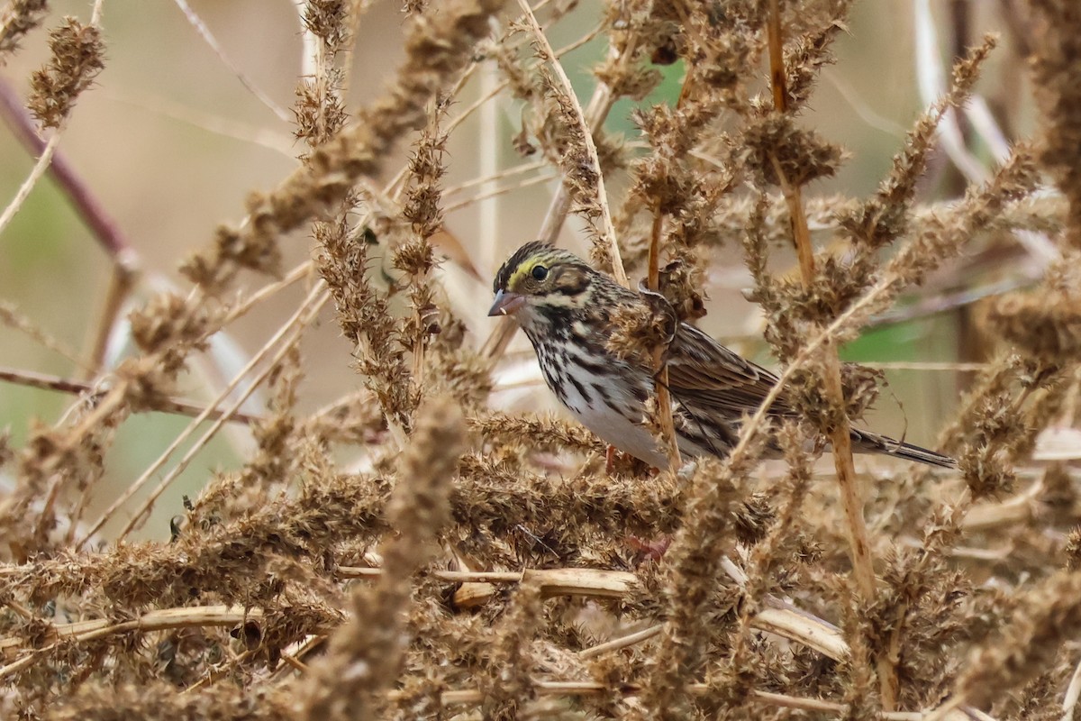 Savannah Sparrow - ML645570546