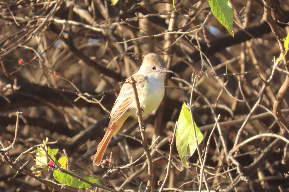 blektyrann - ML645570551