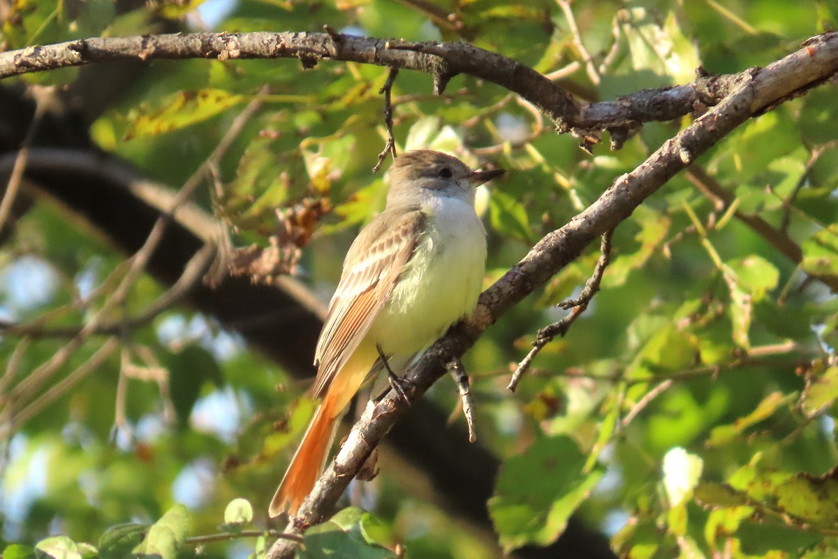 blektyrann - ML645570553