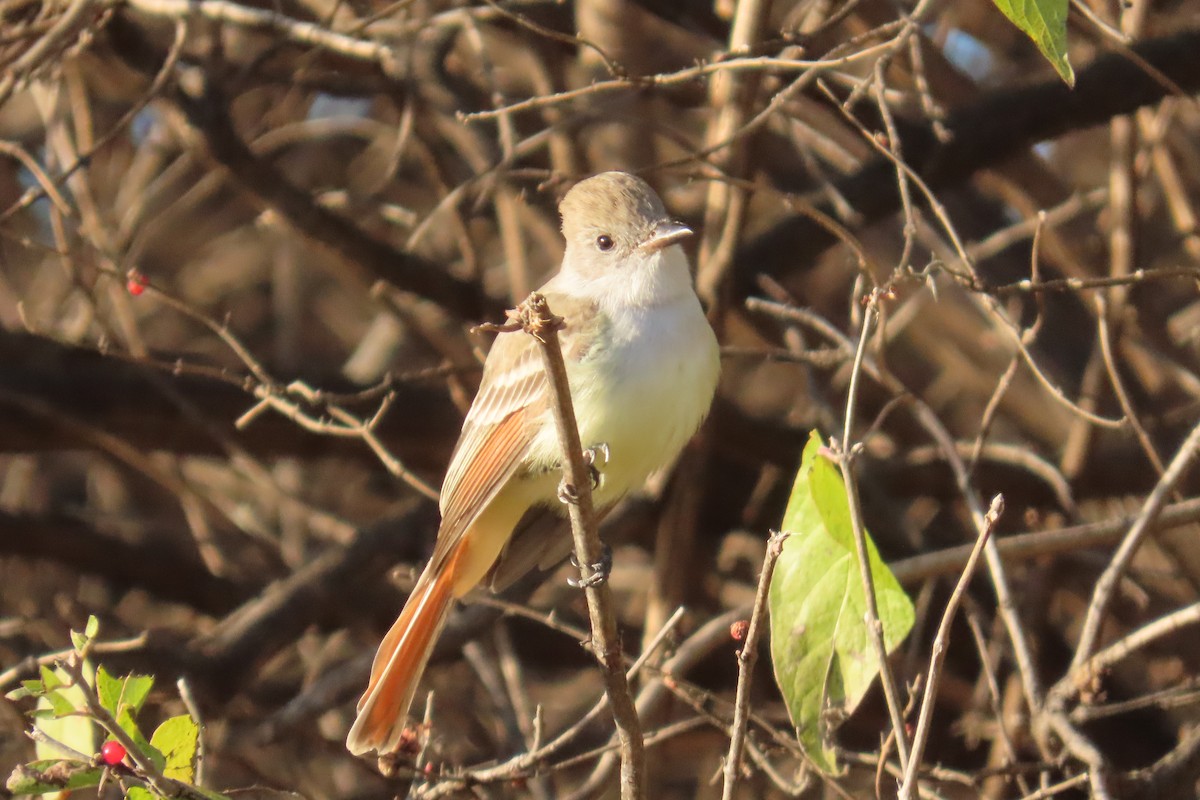 blektyrann - ML645570554