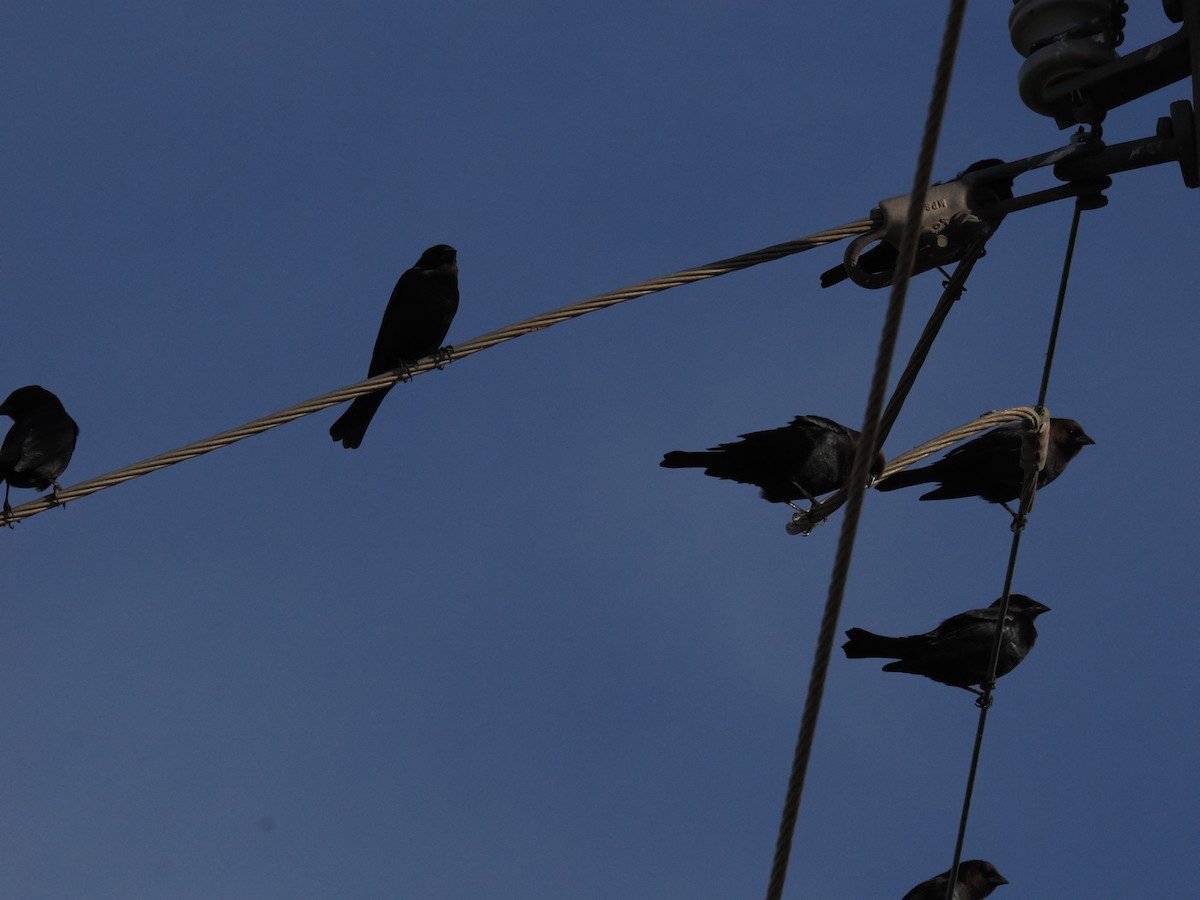 Brown-headed Cowbird - ML645570555