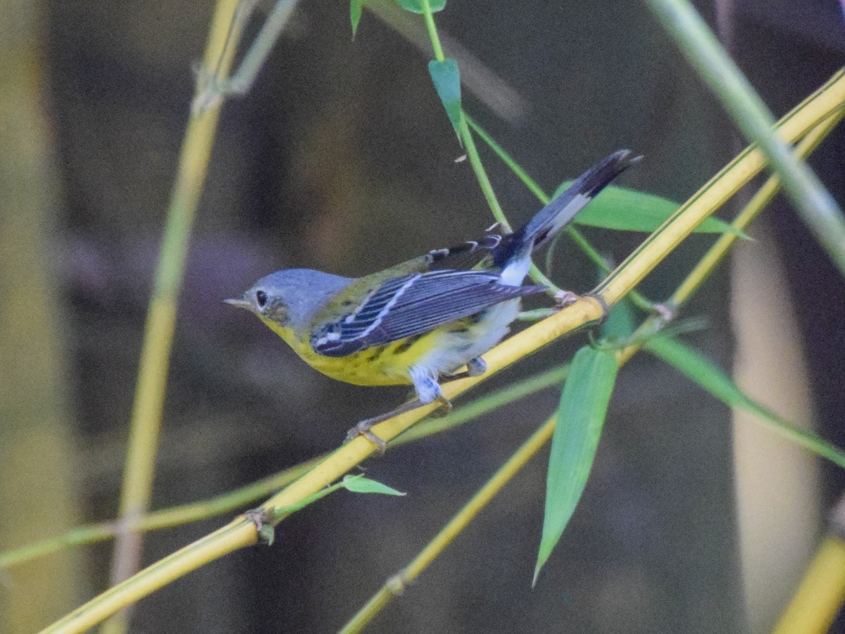 lesňáček tajgový - ML645570557