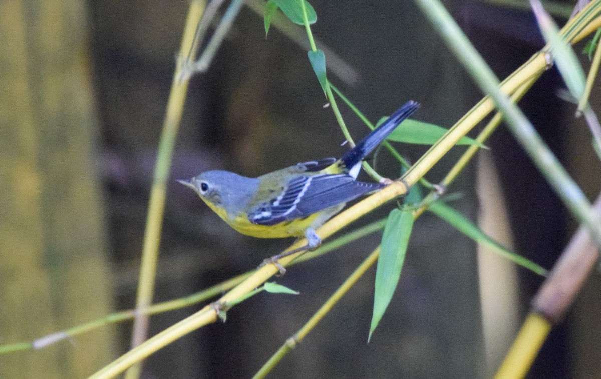 lesňáček tajgový - ML645570558