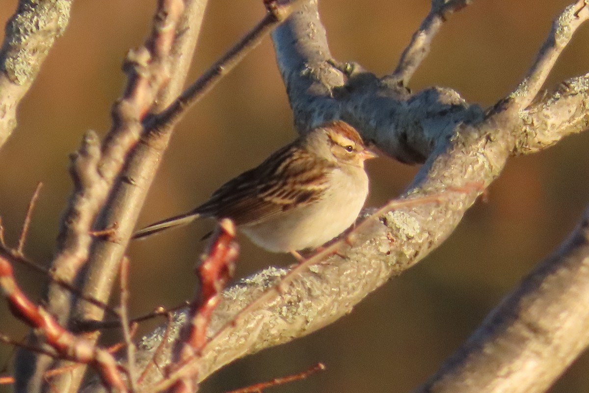 brunissespurv - ML645570562