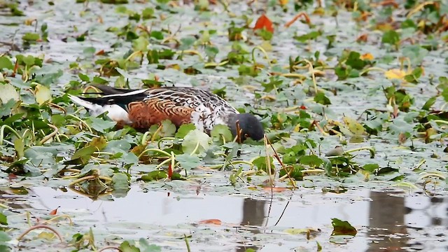 Northern Shoveler - ML645570569
