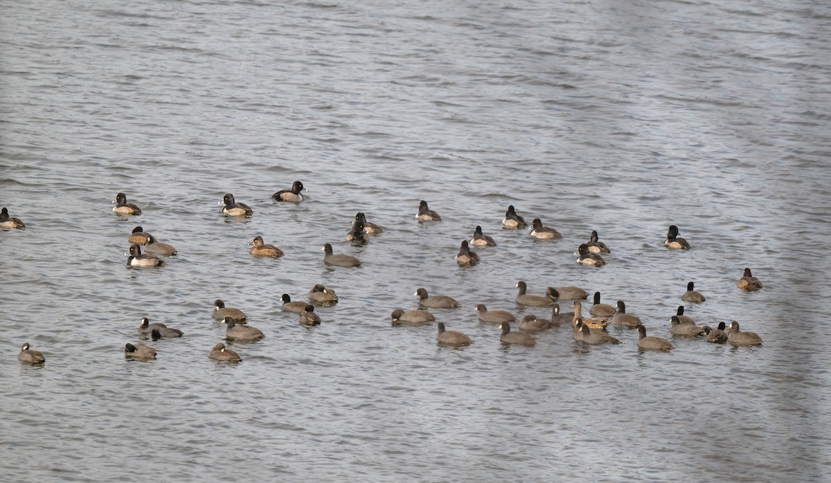 Focha Americana - ML645570578