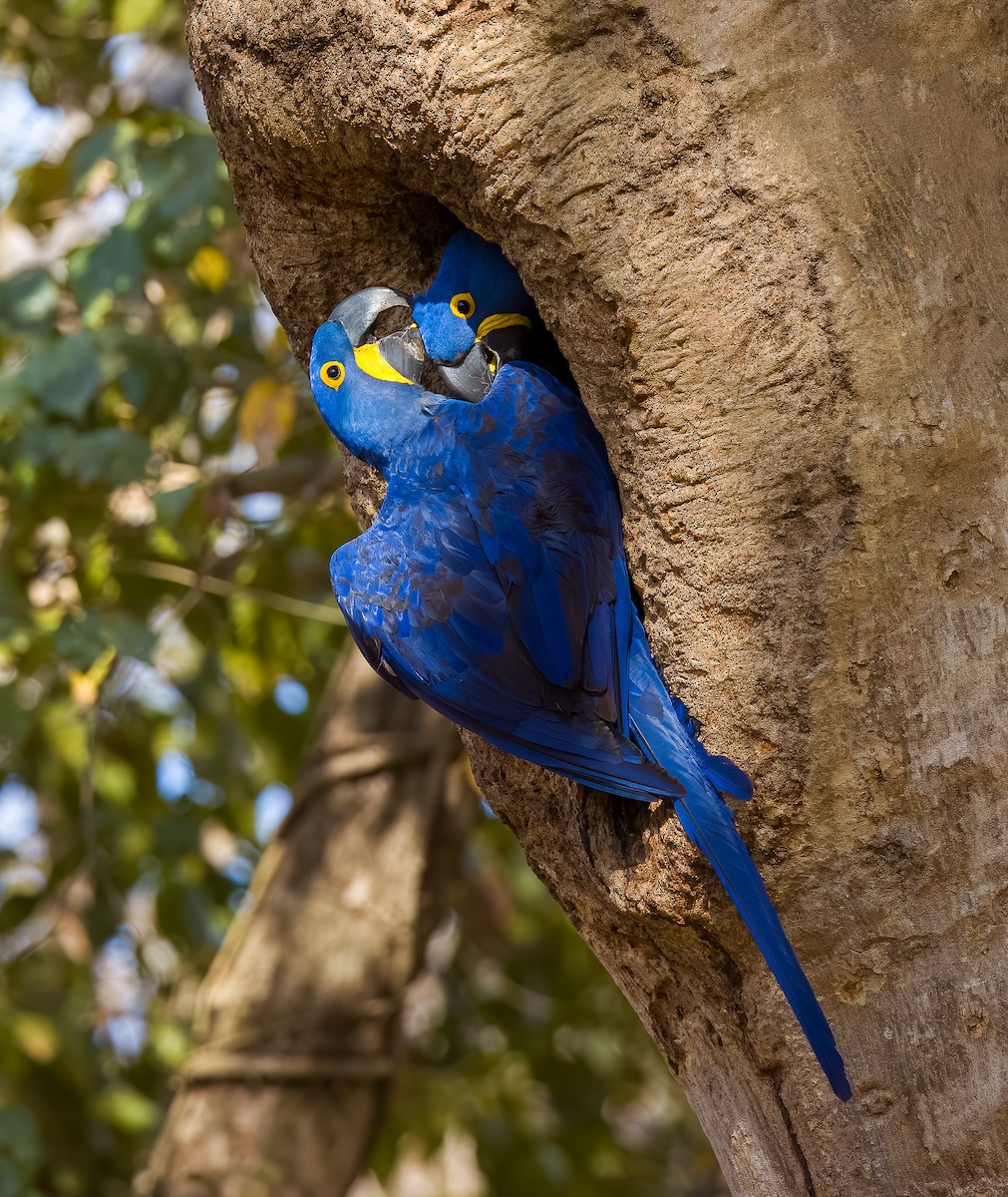 スミレコンゴウインコ - ML645570597
