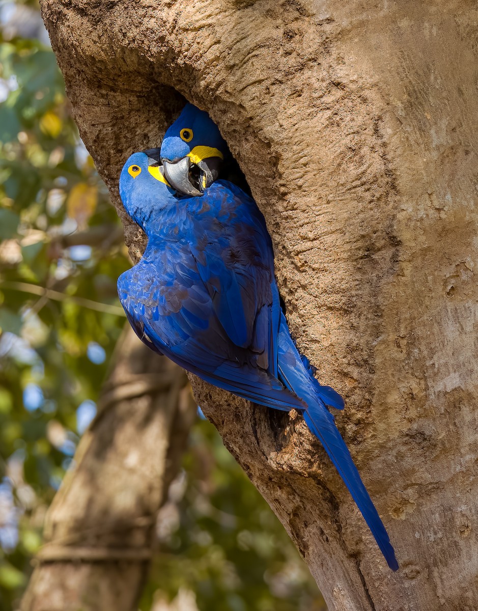 スミレコンゴウインコ - ML645570598