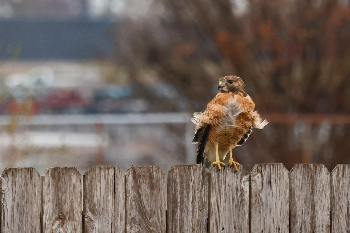 Red-shouldered Hawk - ML645570599