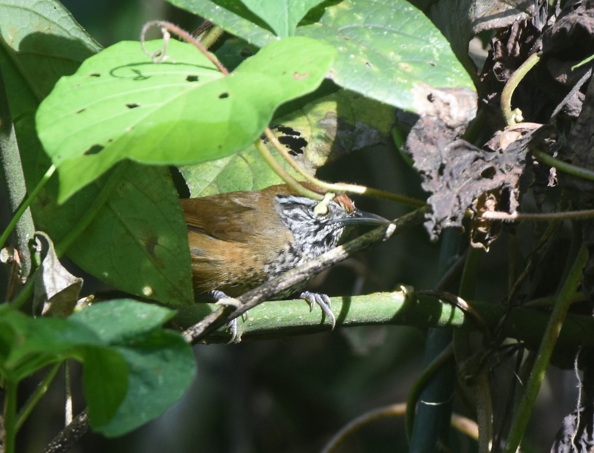 Spot-breasted Wren - ML645570604